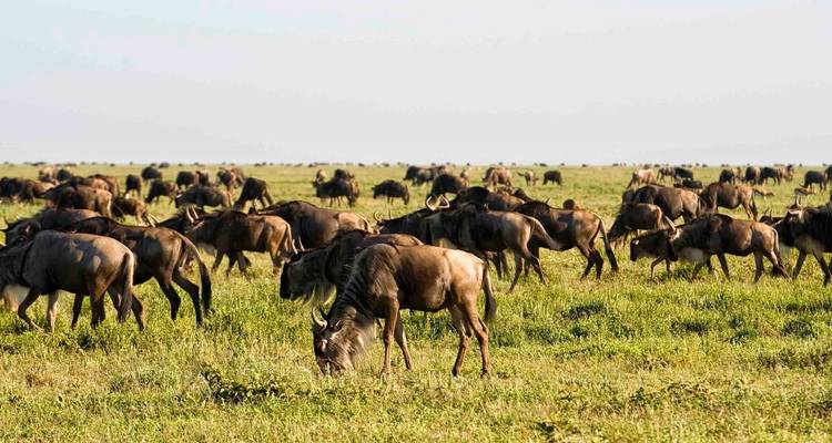 Safari dans le Mara et le Serengeti - 8 jours - Holiday Destination Safaris 2