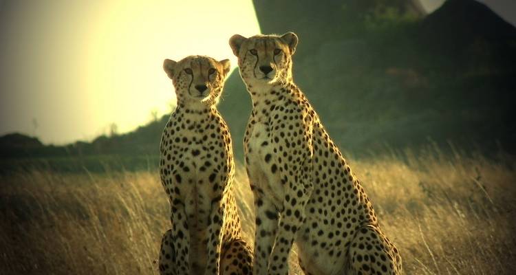 Safari dans le Mara et le Serengeti - 8 jours - Holiday Destination Safaris 4