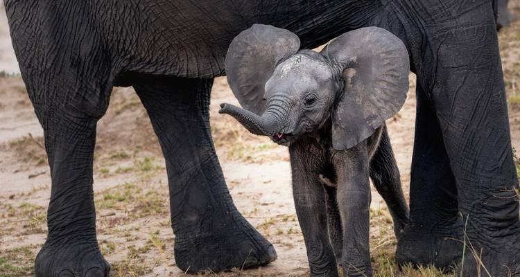 Olifantskalf met volwassen olifanten.