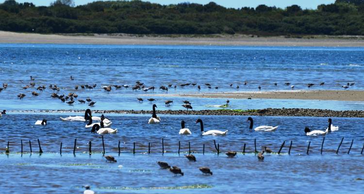 Unique Self Drive Experience @ Lakes Region in Chile, visit Puerto Varas; Chiloe, Caulin, Castro, Ancud & Frutillar - Signature DMC 2