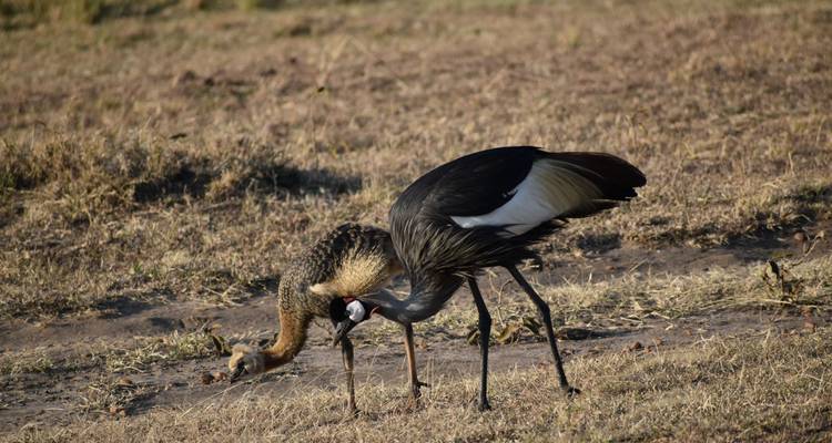 6 jours de safari en groupe avec camping en 4X4 au Kenya - Pam Tours and Travel  2