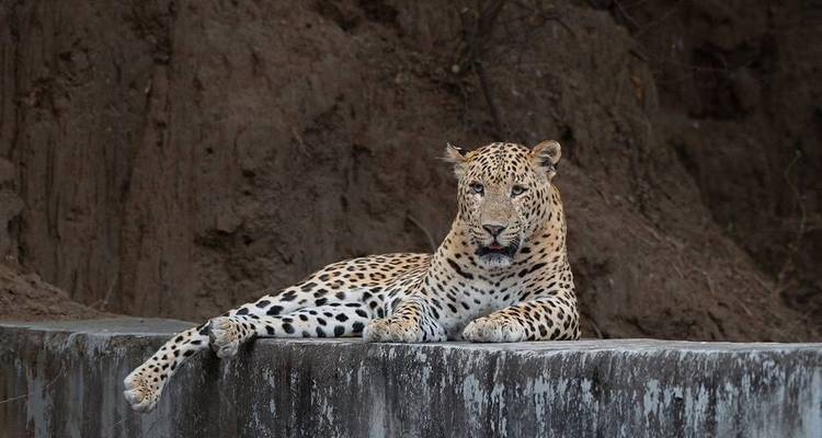 Leopard resting on a wall against a backdrop of earth.
