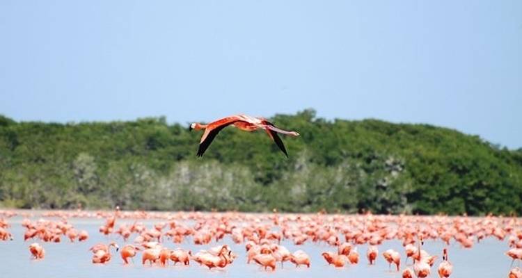Mayan Ruins Tour: Discover Amazing Rivera Maya Beaches, Cenotes and Ruins - Vibe Adventures 3