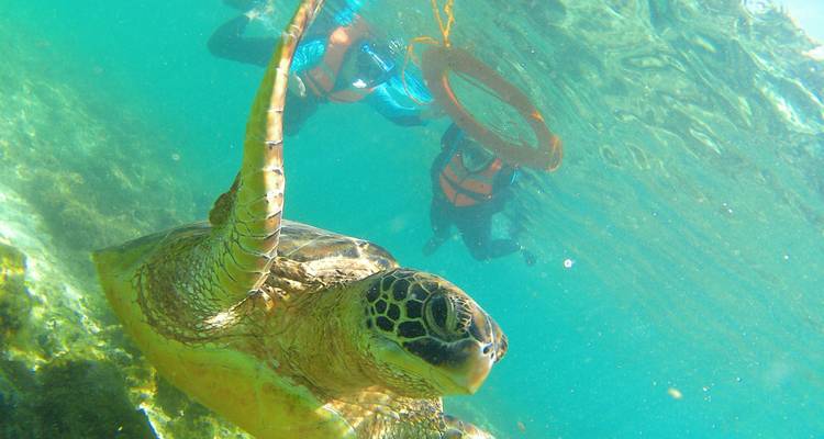 Onderwateropname van een zeeschildpad met zwemmers op de achtergrond.