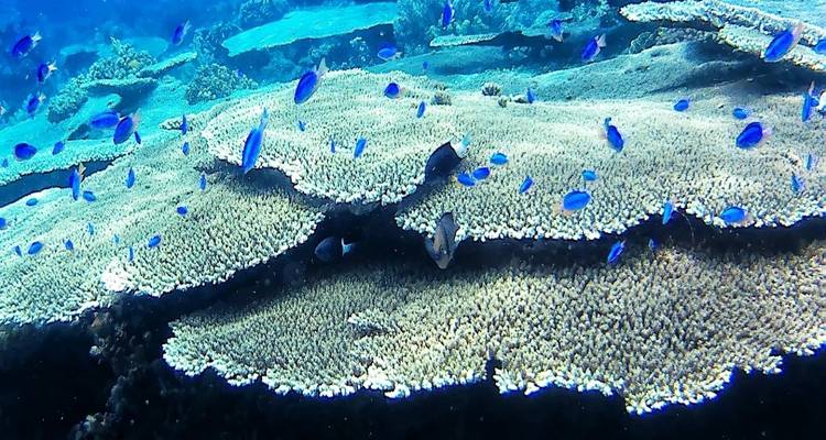 Levendige koraalrif met kleurrijke vissen die zwemmen.