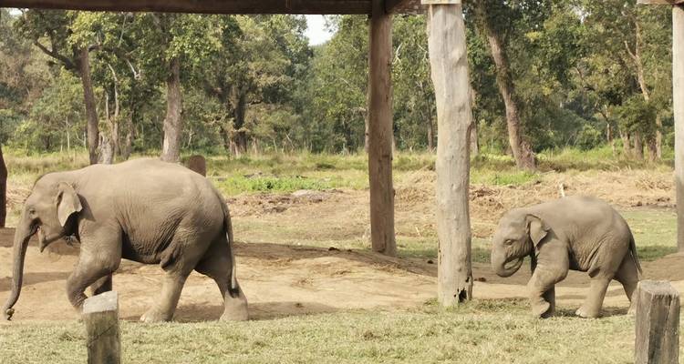 Wildlife Safari Tour in Chitwan National Park - Prime Himalayas Pvt Ltd 1