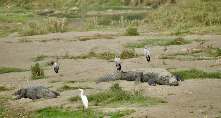 Wildlife Safari Tour in Chitwan National Park - Prime Himalayas Pvt Ltd 4