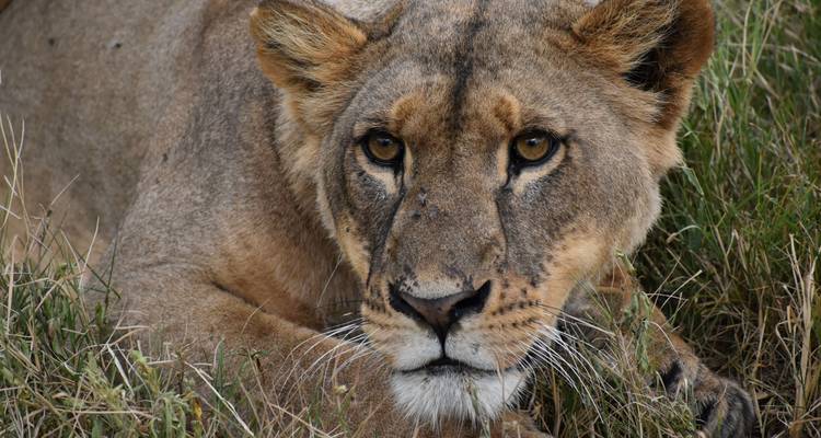 Lo mejor del norte de Kenia: Safari de lujo de 7 días a Aberdares, Samburu y Meru - Pam Tours and Travel  3