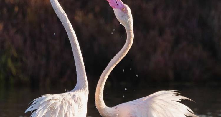 Twee flamingo's die interageren bij het water.