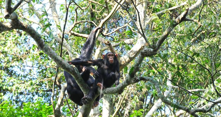 Safari de 15 días por Uganda con gorilas y animales salvajes - Oree Safaris 1