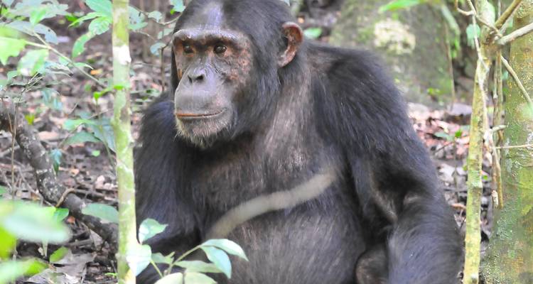 Safari de 15 días por Uganda con gorilas y animales salvajes - Oree Safaris 2