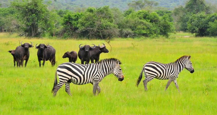 Safari de 15 días por Uganda con gorilas y animales salvajes - Oree Safaris 6