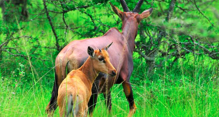 Safari de 15 días por Uganda con gorilas y animales salvajes - Oree Safaris 3