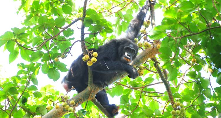 Safari de 15 días por Uganda con gorilas y animales salvajes - Oree Safaris 4