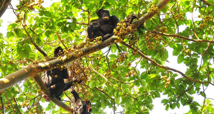 8 JOURS DE SAFARI DE LUXE AUX GORILLES EN OUGANDA - Oree Safaris 1
