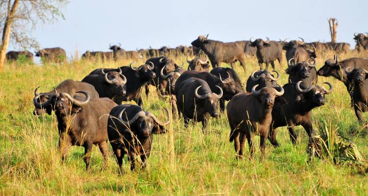 8 JOURS DE SAFARI DE LUXE AUX GORILLES EN OUGANDA - Oree Safaris 3