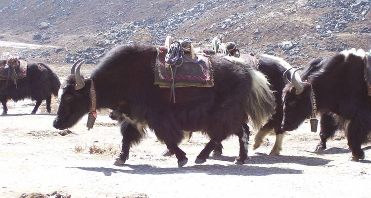 Excursión al campamento base del Everest - 14 destinos - Corporate Adventure Treks Pvt. Ltd. 10