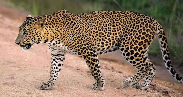 Cool Sri Lanka - 12 días - Stelaran Holidays (Pvt) Ltd 6