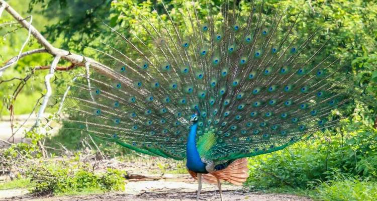 Cool Sri Lanka - 12 días - Stelaran Holidays (Pvt) Ltd 10