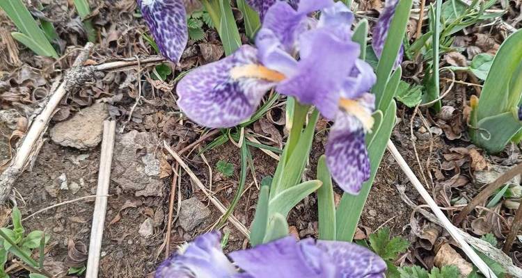 Close-up of purple flowers in a natural setting.