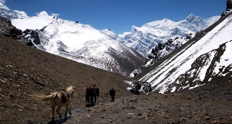 Hikers with pack animals on a mountain trail.