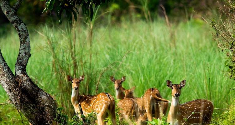 Chitwan Jungle Safari 2 Night 3 Days - Peregrine Treks and Expedition Pvt Ltd 2
