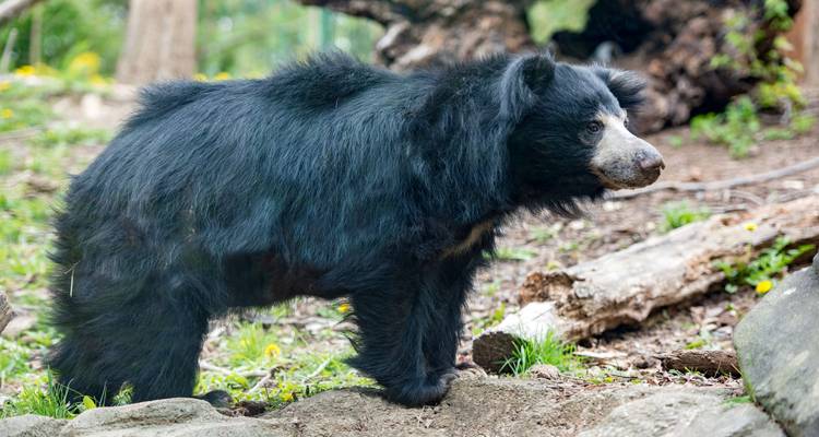 Chitwan Jungle Safari 2 Night 3 Days - Peregrine Treks and Expedition Pvt Ltd 8