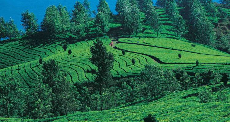 Remansos y playas de Kerala - Agora Voyages OPC Pvt Ltd 8