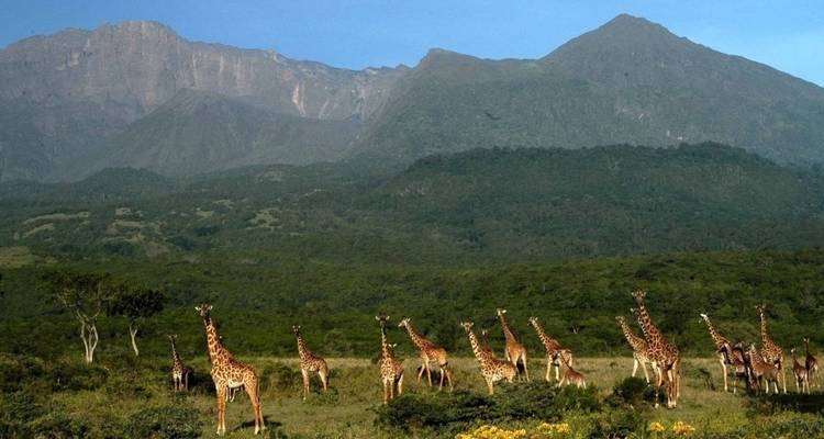 Circuito de un día al Parque Nacional de Arusha - Kilisa Tours & Safaris 6