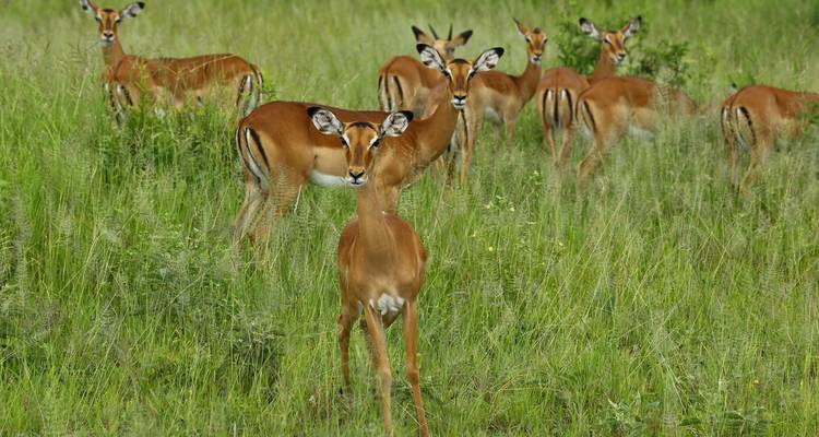 Circuito de un día al Parque Nacional de Arusha - Kilisa Tours & Safaris 3