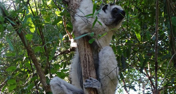 DES HAUTS PLATEAUX AU CANAL DU MOZAMBIQUE EN PASSANT PAR LE MYTHIQUE RN7 - Sifaka Voyages 8