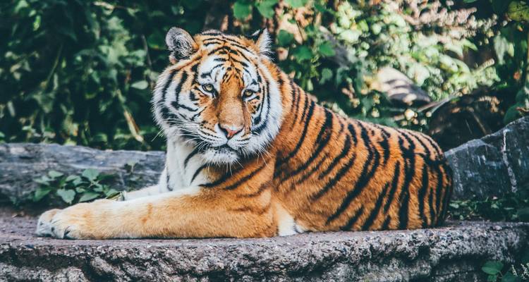Tiger, der auf einem Felsen in einer üppigen Umgebung ruht.