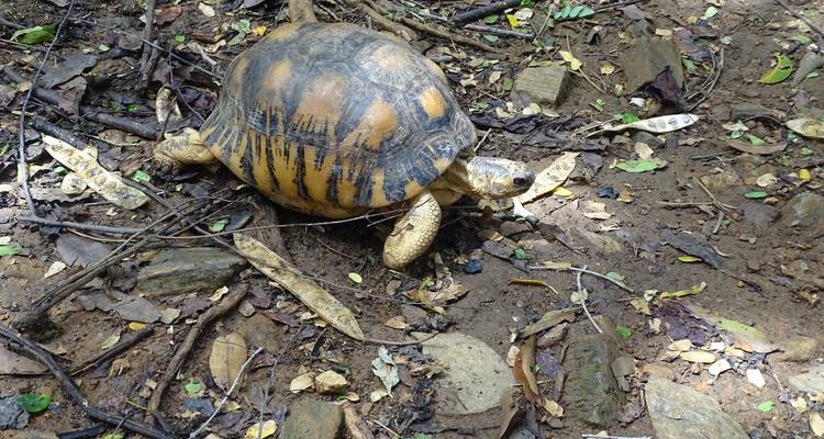 Circuito ecológico a la playa en Nosy Be - Sifaka Voyages 9