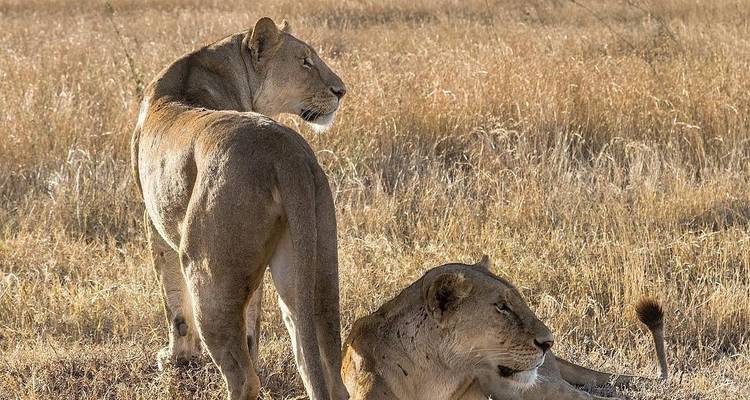 Circuito de un día al lago Manyara - Kilisa Tours & Safaris 3