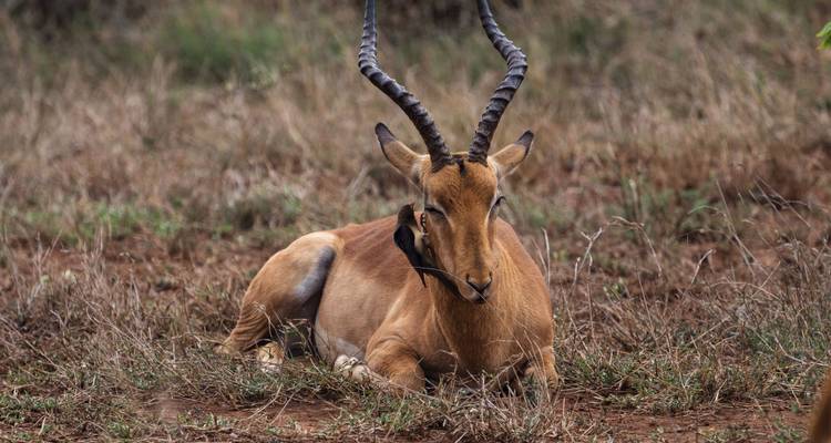 Voyage en famille en Afrique australe : A la recherche des Big Five - G Adventures 10