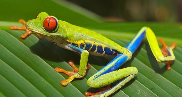 Viaje familiar a Costa Rica: de la selva a la costa - G Adventures 8