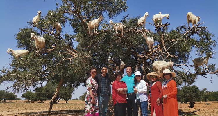 Group of people posing in front of a tree with goats standing in its branches.