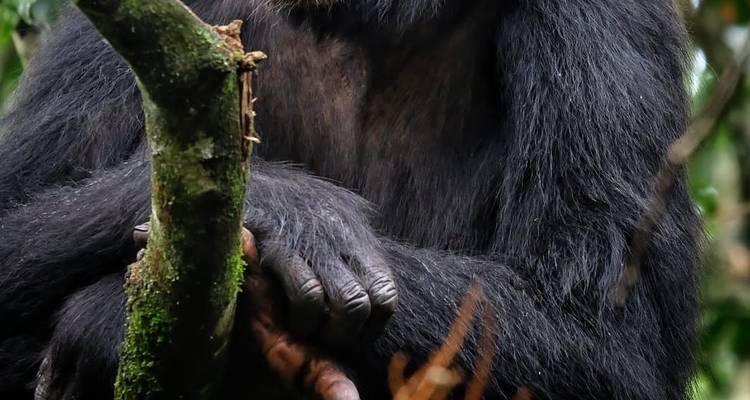 Circuito de un día a Entebbe y a la Isla de Ngamba con chimpancés - Lakato Safaris 2
