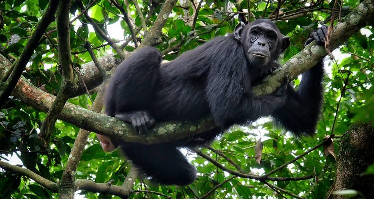 Circuito de un día a Entebbe y a la Isla de Ngamba con chimpancés - Lakato Safaris 3