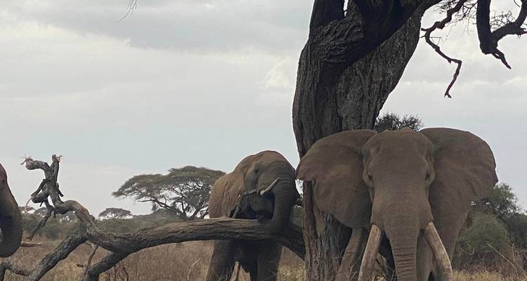 12 jours d'ascension du Mont Kilimandjaro et de safari animalier - Kiriwe Travel And Trekking Safaris Ltd 7