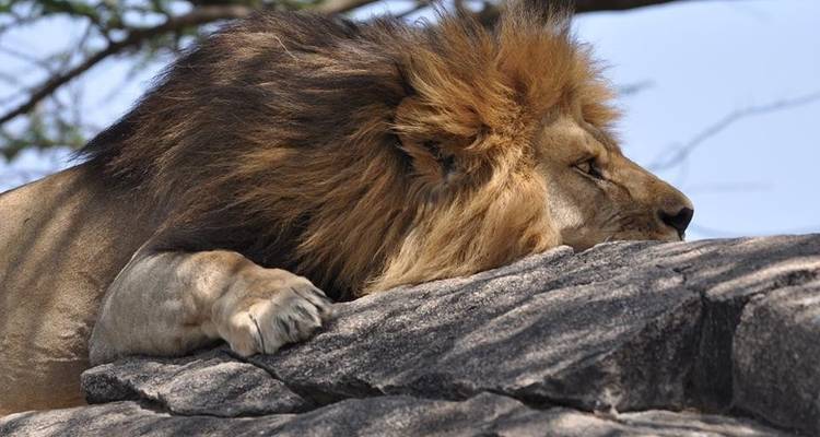 12 jours d'ascension du Mont Kilimandjaro et de safari animalier - Kiriwe Travel And Trekking Safaris Ltd 4