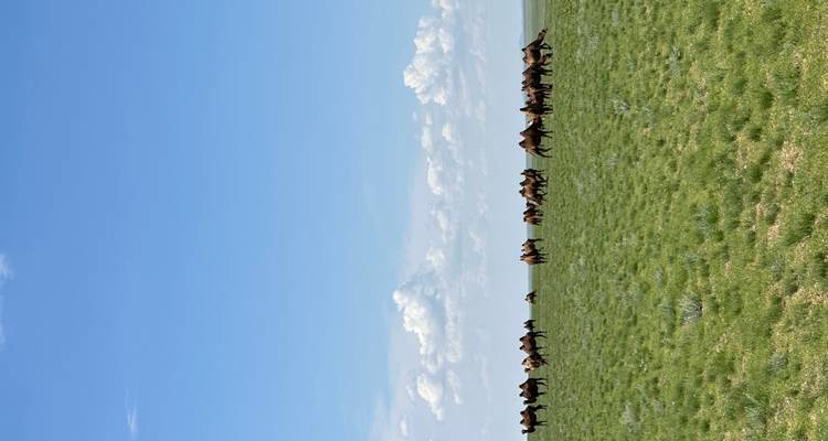 Gobi and Orkhon Valley 9D/8N - Trip De Nomadic 10