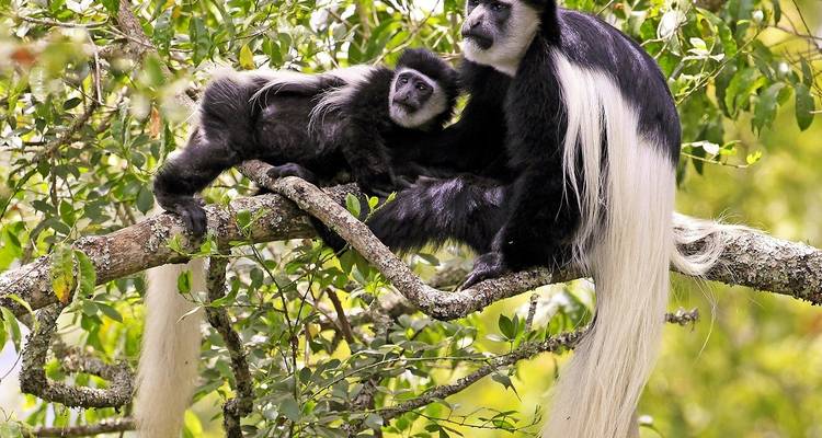 6 Days - Tanzania Fun Safari - Wonders of Creation Tours and Safaris 7