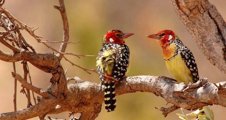6 Days - Tanzania Fun Safari - Wonders of Creation Tours and Safaris 8
