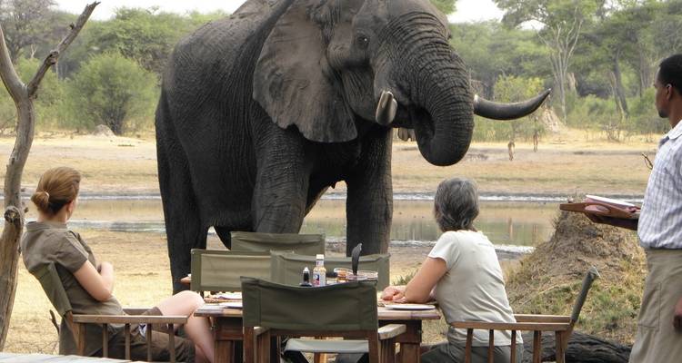 Olifant die een groep nadert die buiten dineert.