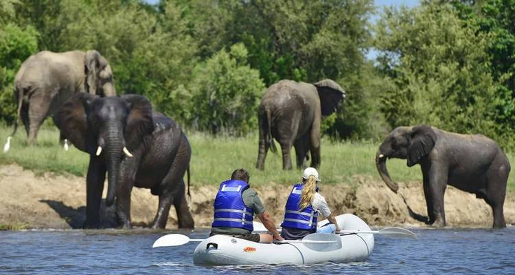 Mensen die kanoën in de buurt van olifanten die bij een rivieroever staan.