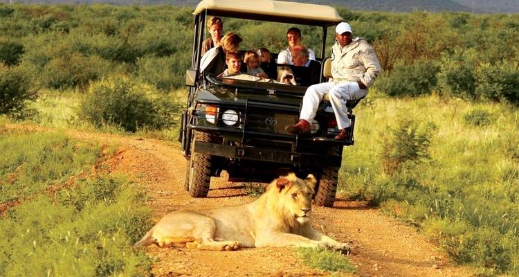 Véhicule de safari et touristes observant un lion se reposant sur un chemin de terre.