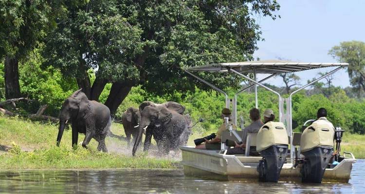 Safari en barco con elefantes acercándose al agua.
