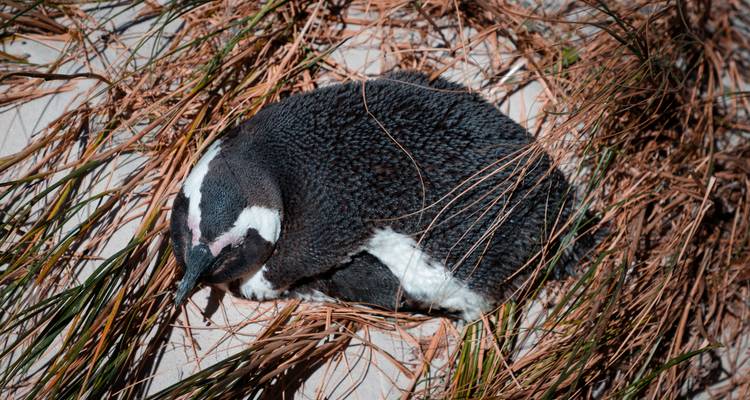 Pingüino solitario descansando entre los pastos.