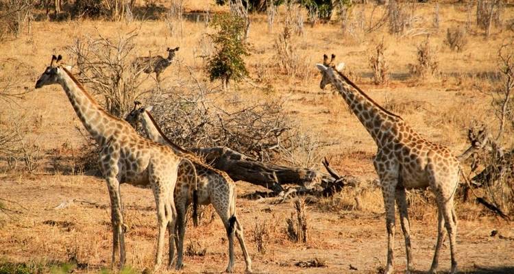Safari de 3 jours aux chutes Victoria et à Chobe - Little Roz Tours 4